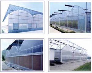 Plastic film greenhouse